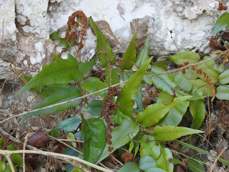 Anemia mexicana var. makrinii photo 2