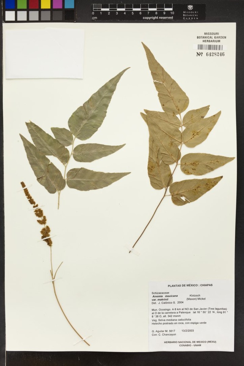 Anemia mexicana var. makrinii photo 3
