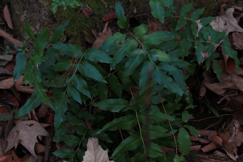 Anemia mexicana var. mexicana