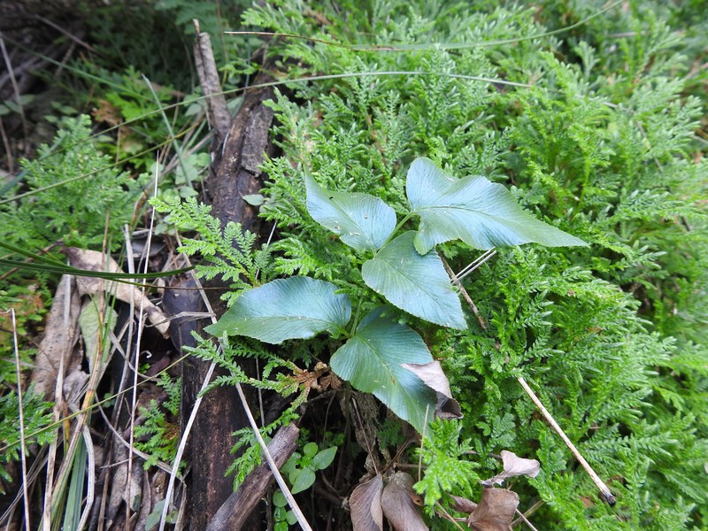 Anemia mexicana var. mexicana photo 2