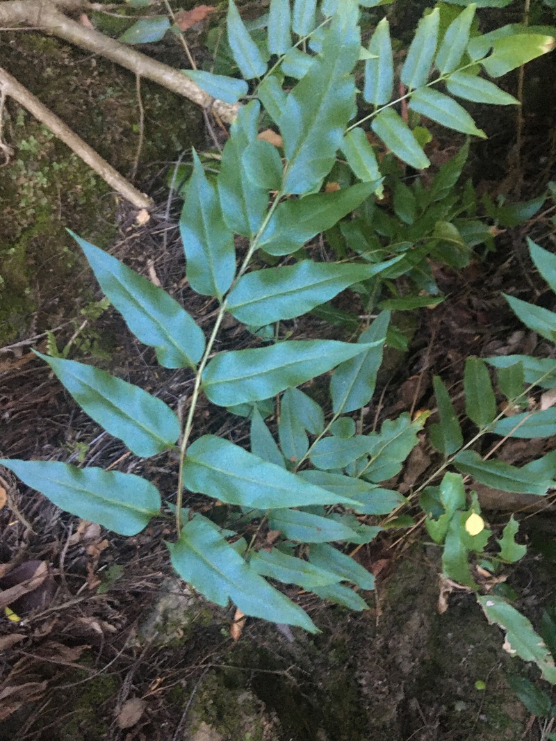 Anemia mexicana var. mexicana photo 4