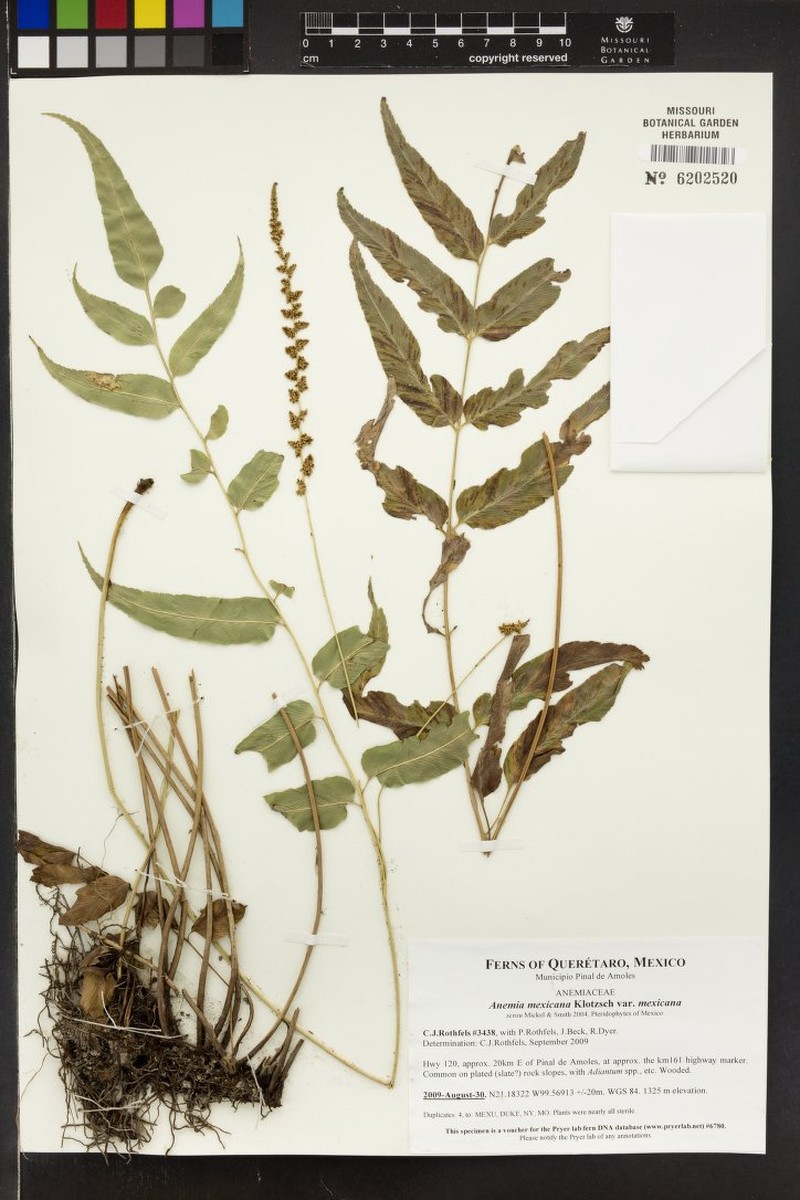Anemia mexicana var. mexicana photo 5