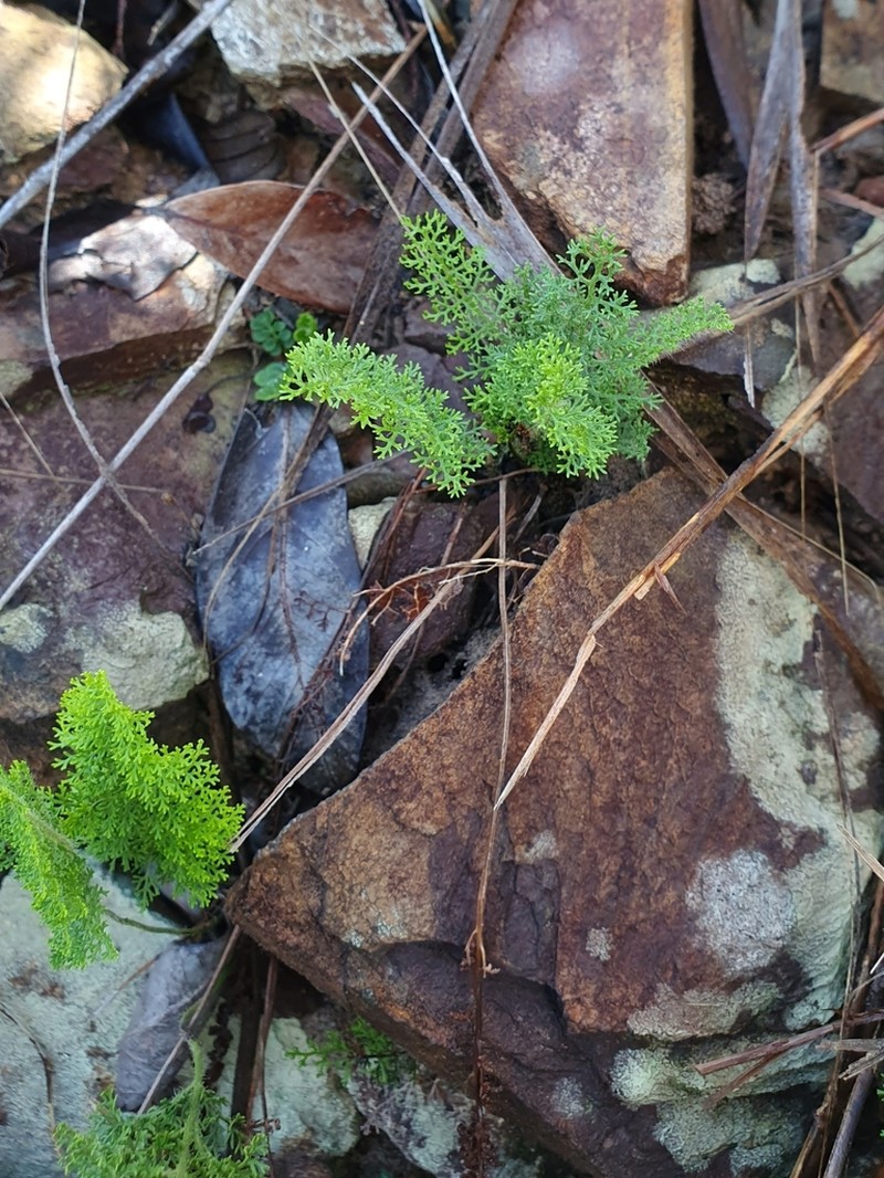 Anemia millefolia