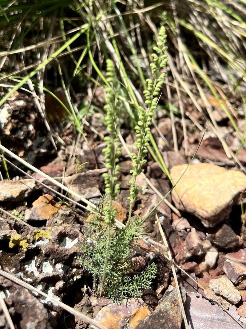 Anemia millefolia photo 2