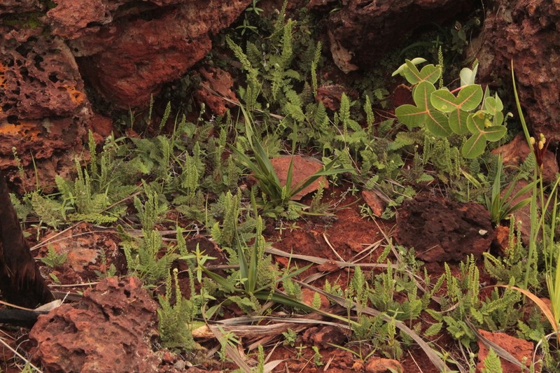 Anemia millefolia photo 3