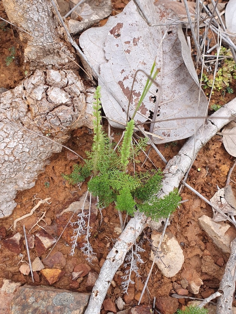 Anemia millefolia photo 4