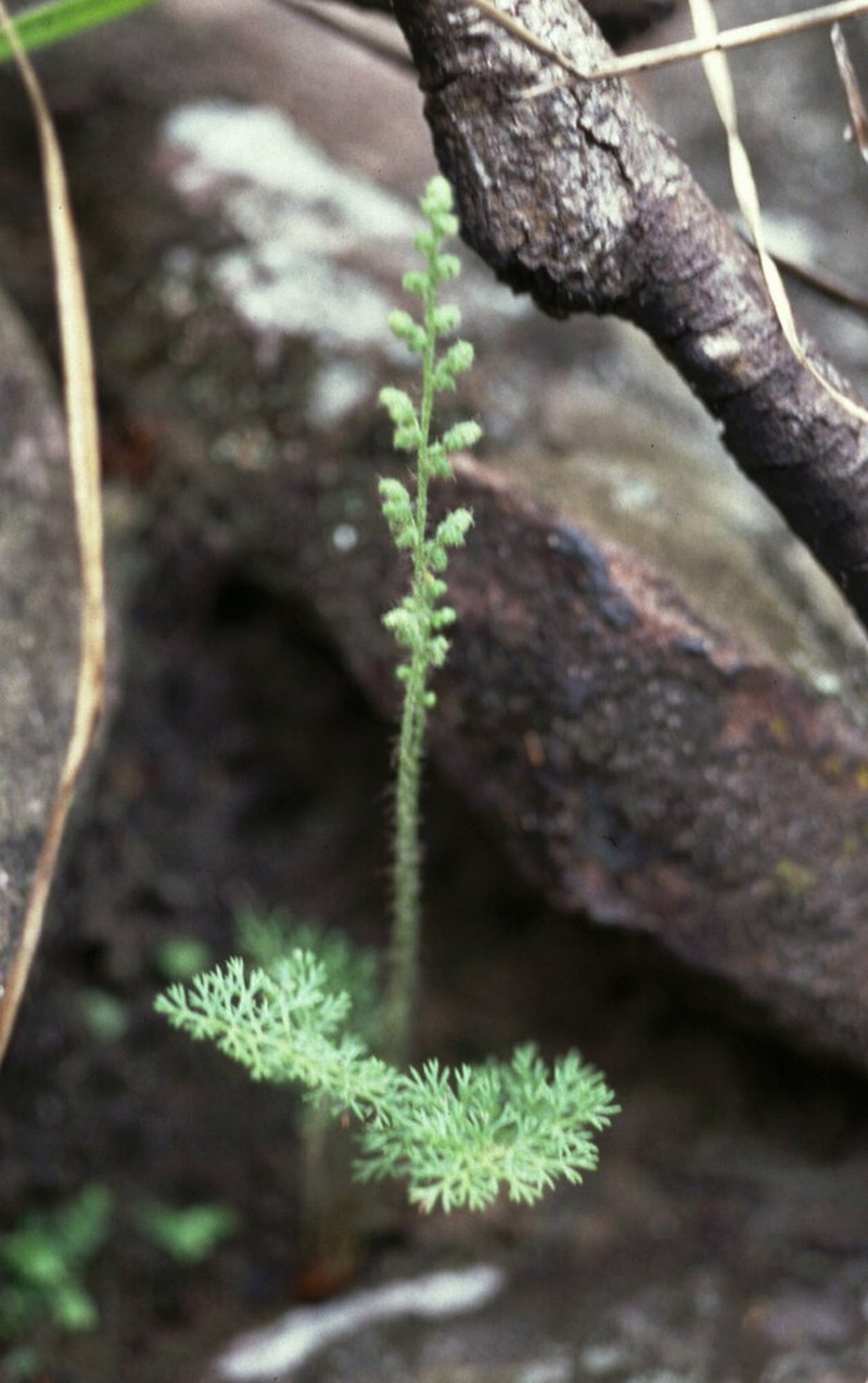Anemia millefolia photo 5