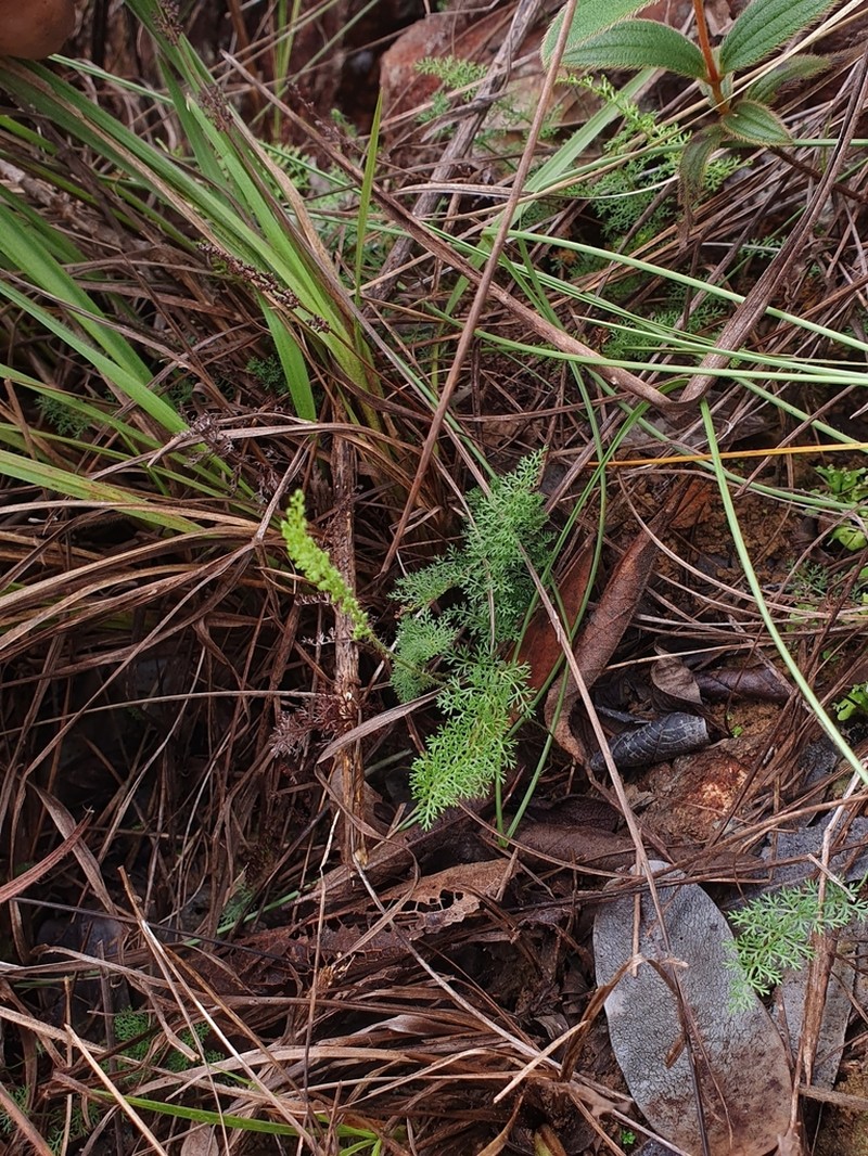 Anemia millefolia photo 6