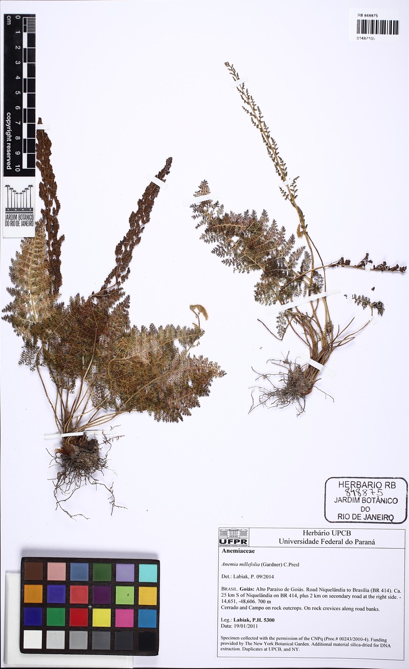 Anemia millefolia