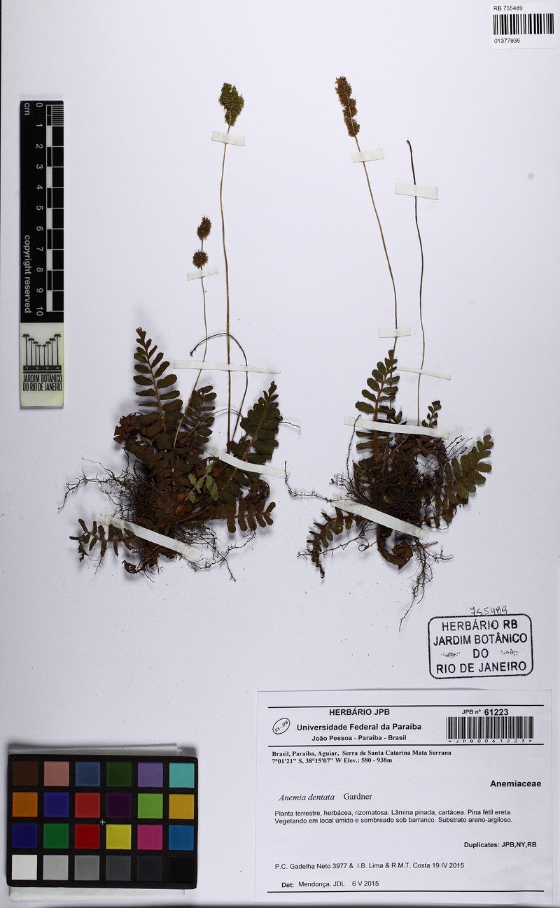 Anemia mirabilis