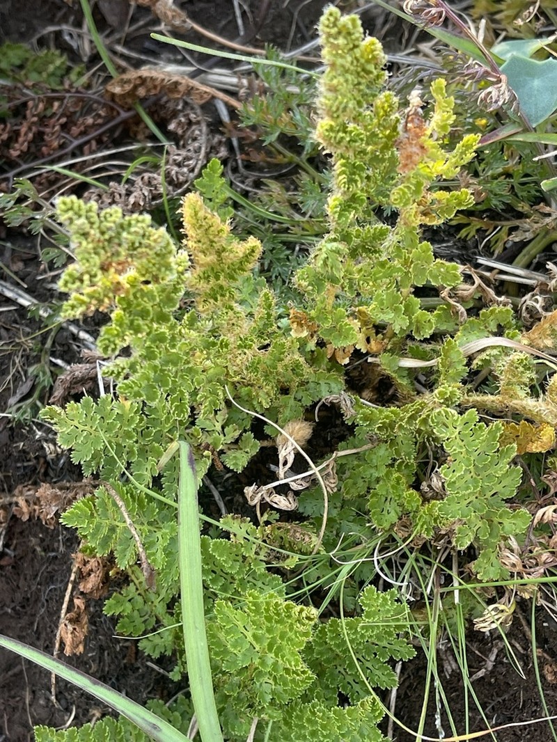 Anemia mohriana