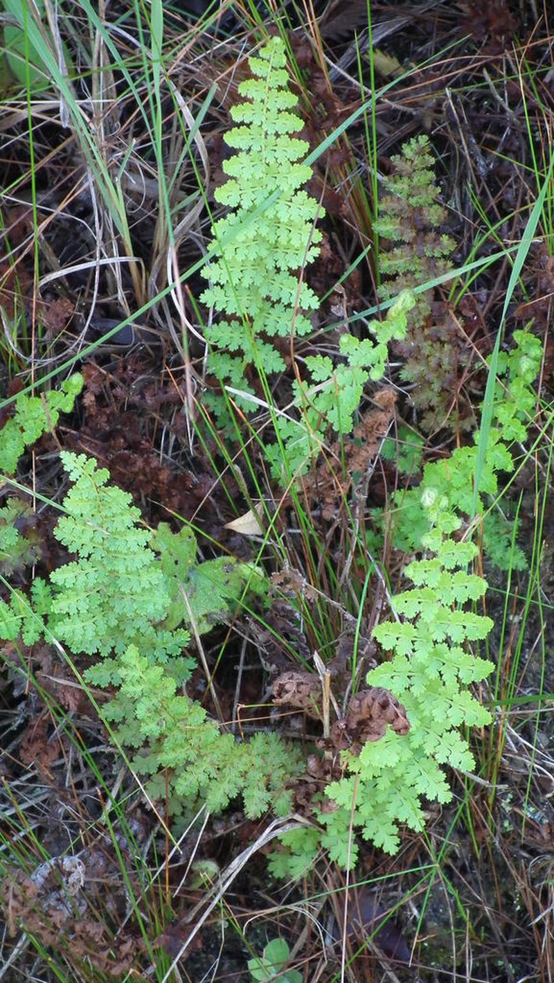 Anemia mohriana photo 4