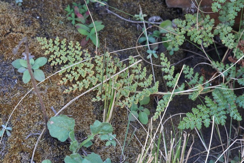 Anemia mohriana photo 5