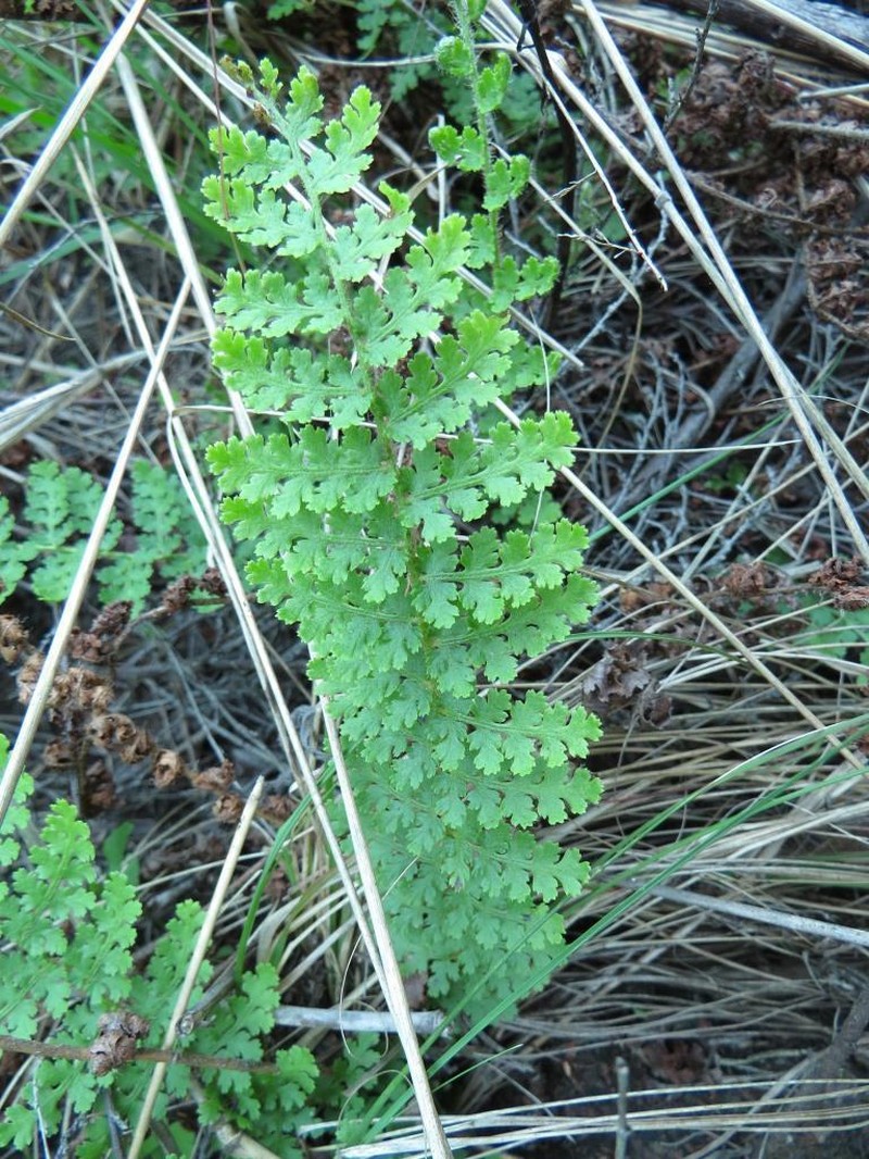 Anemia mohriana photo 7