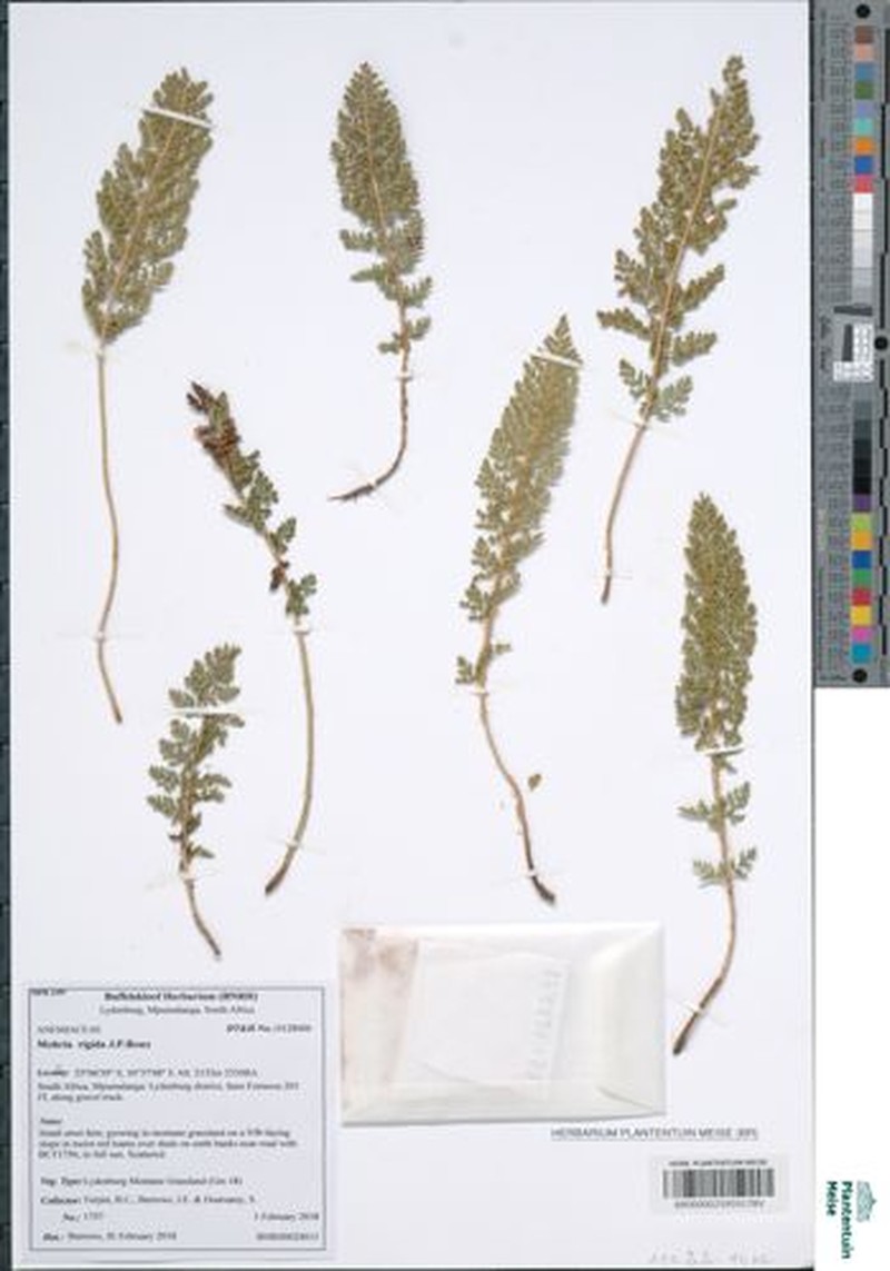 Anemia mohriana