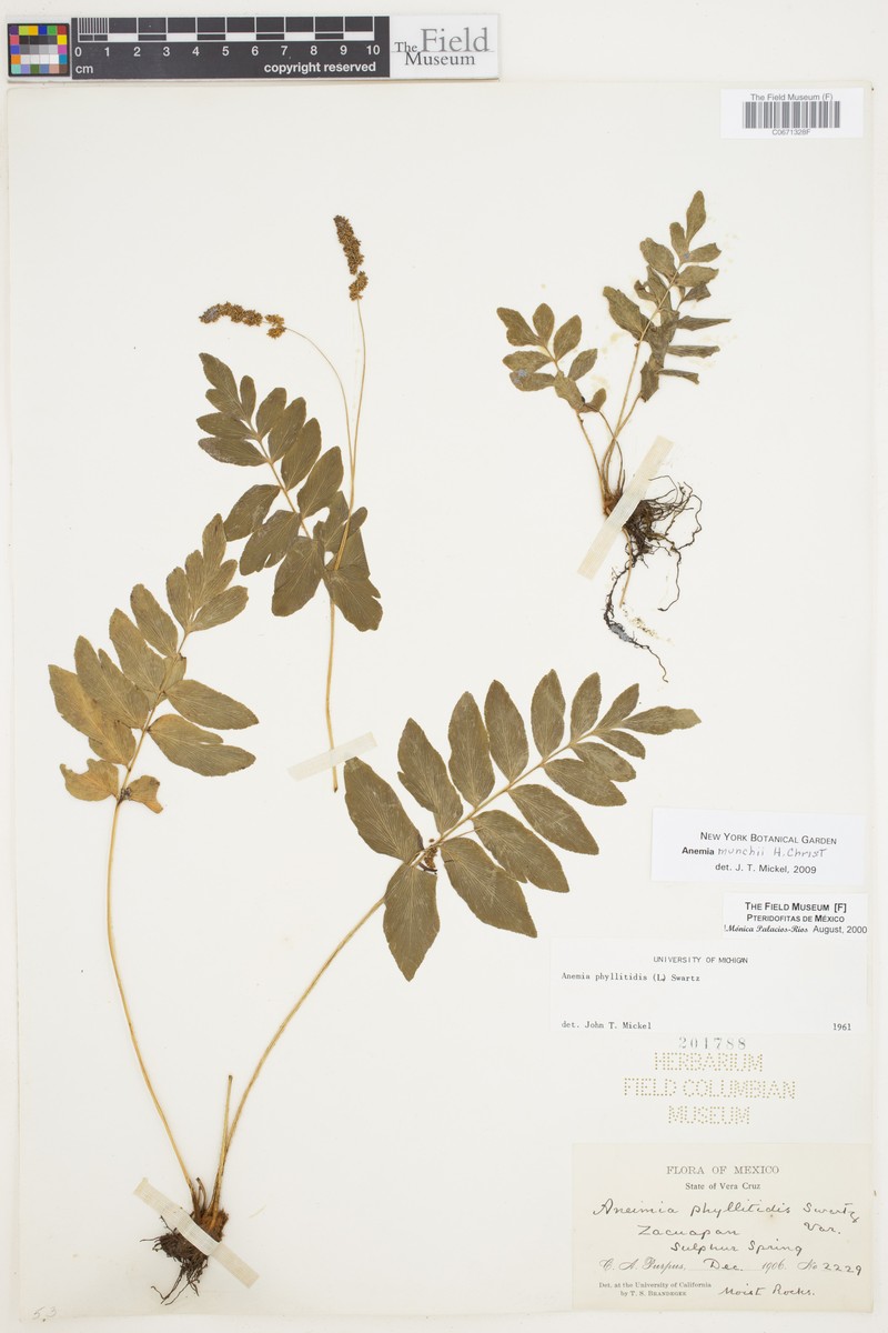 Anemia munchii