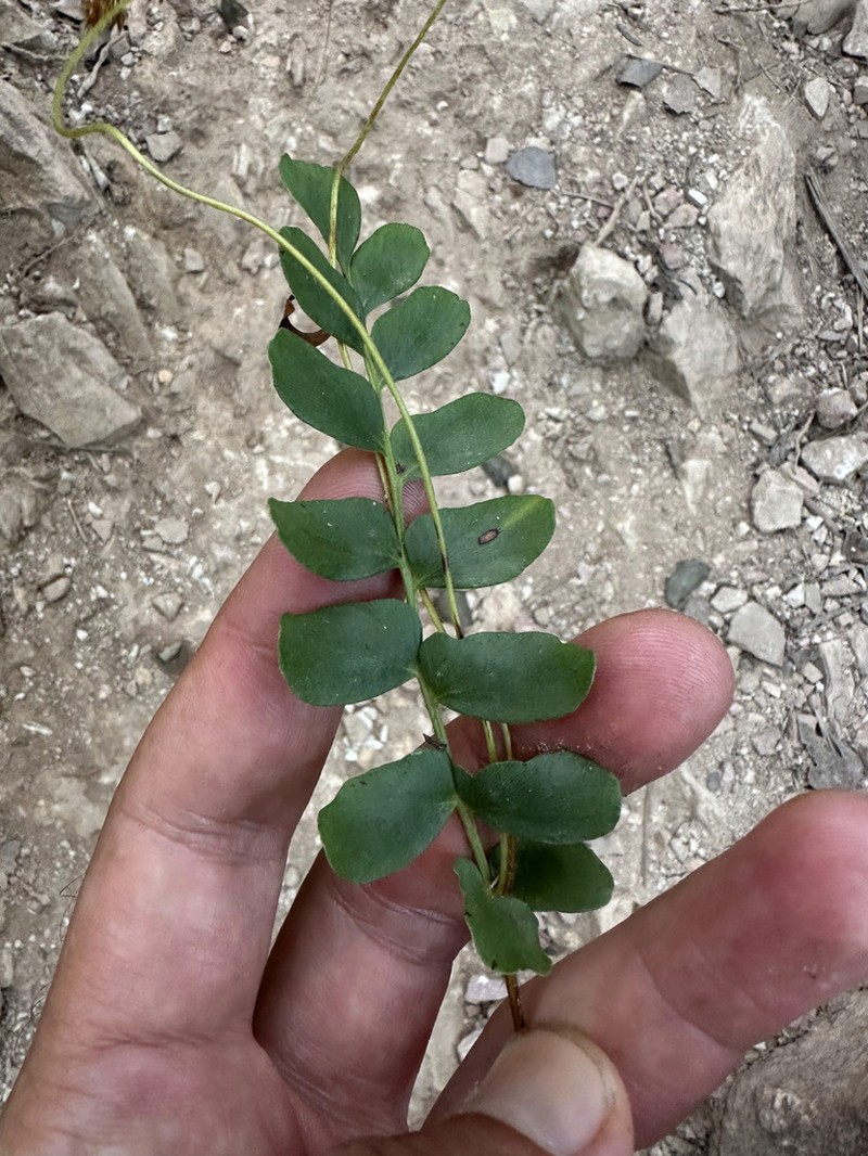 Anemia mynsseniana