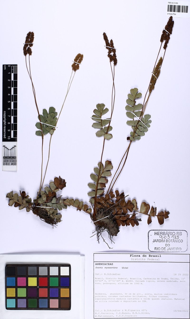 Anemia mynsseniana photo 3