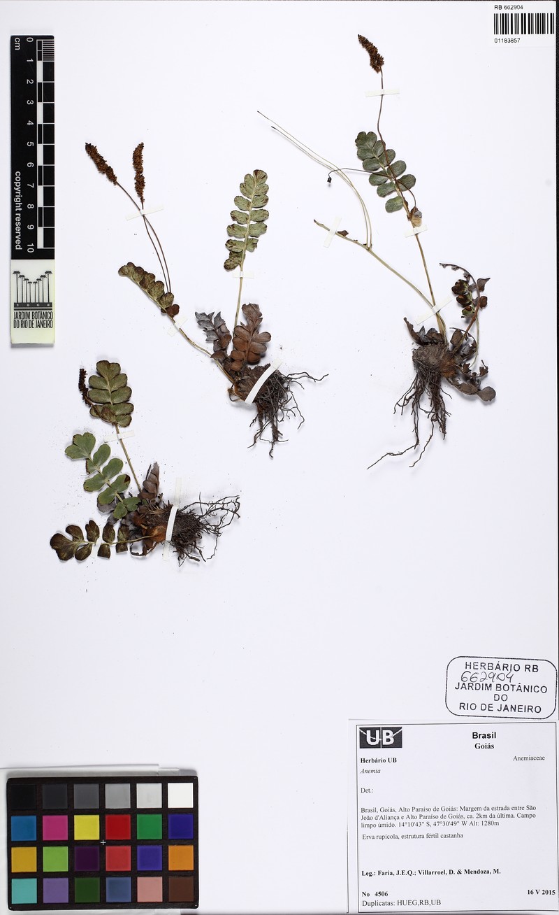 Anemia mynsseniana