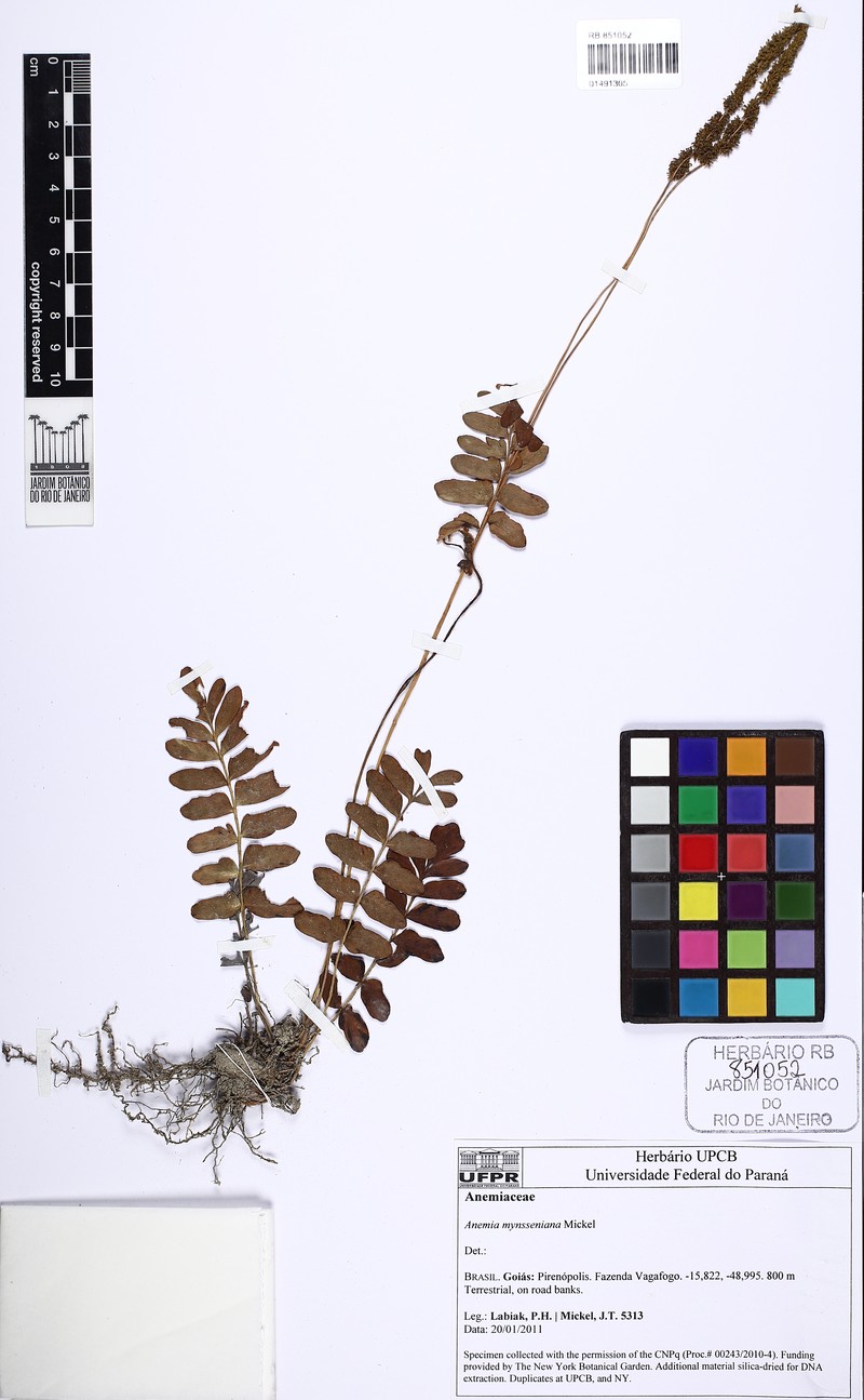 Anemia mynsseniana photo 2
