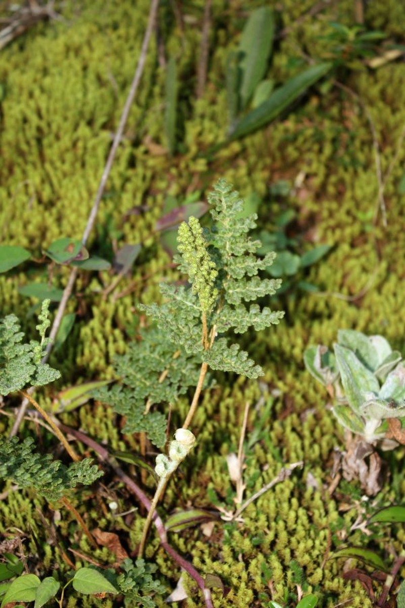 Anemia myriophylla
