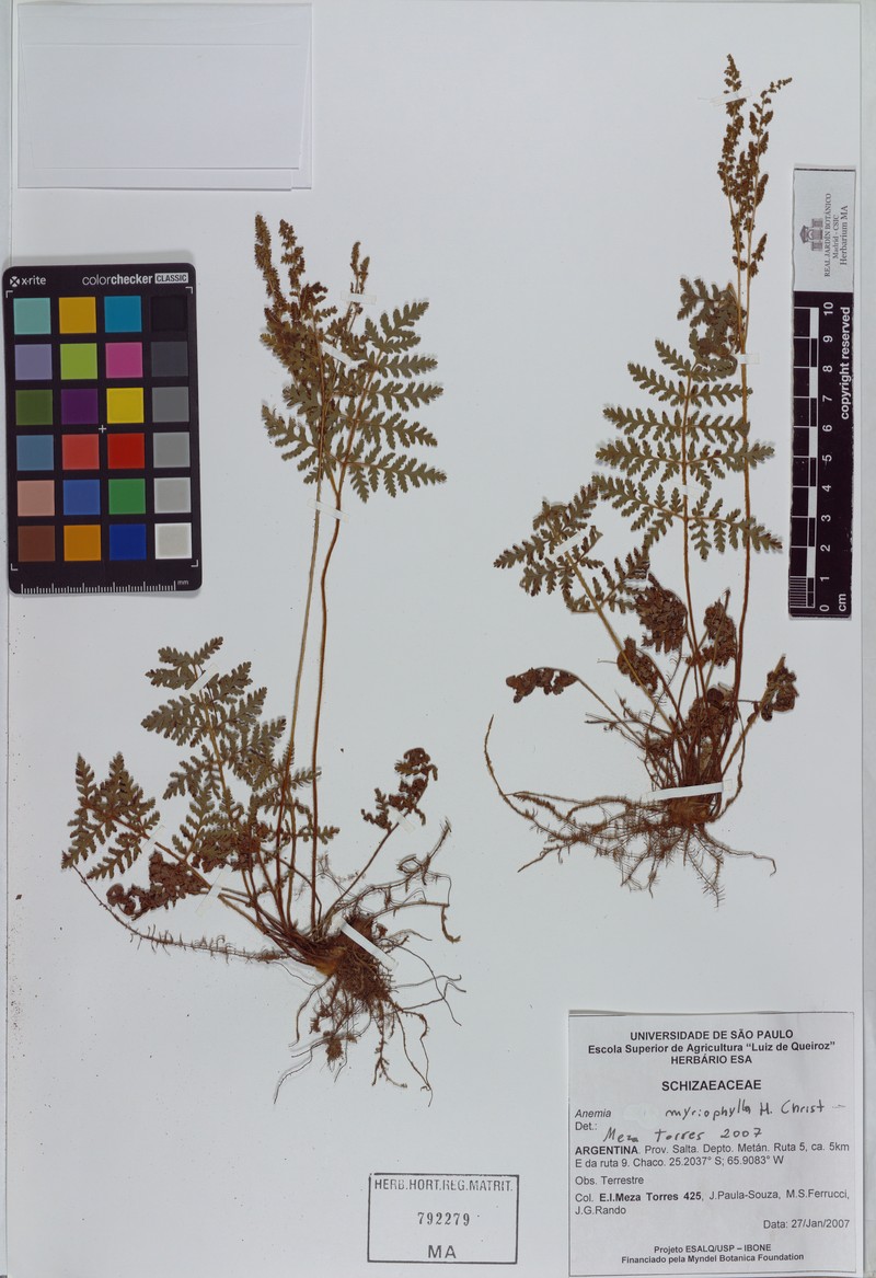 Anemia myriophylla