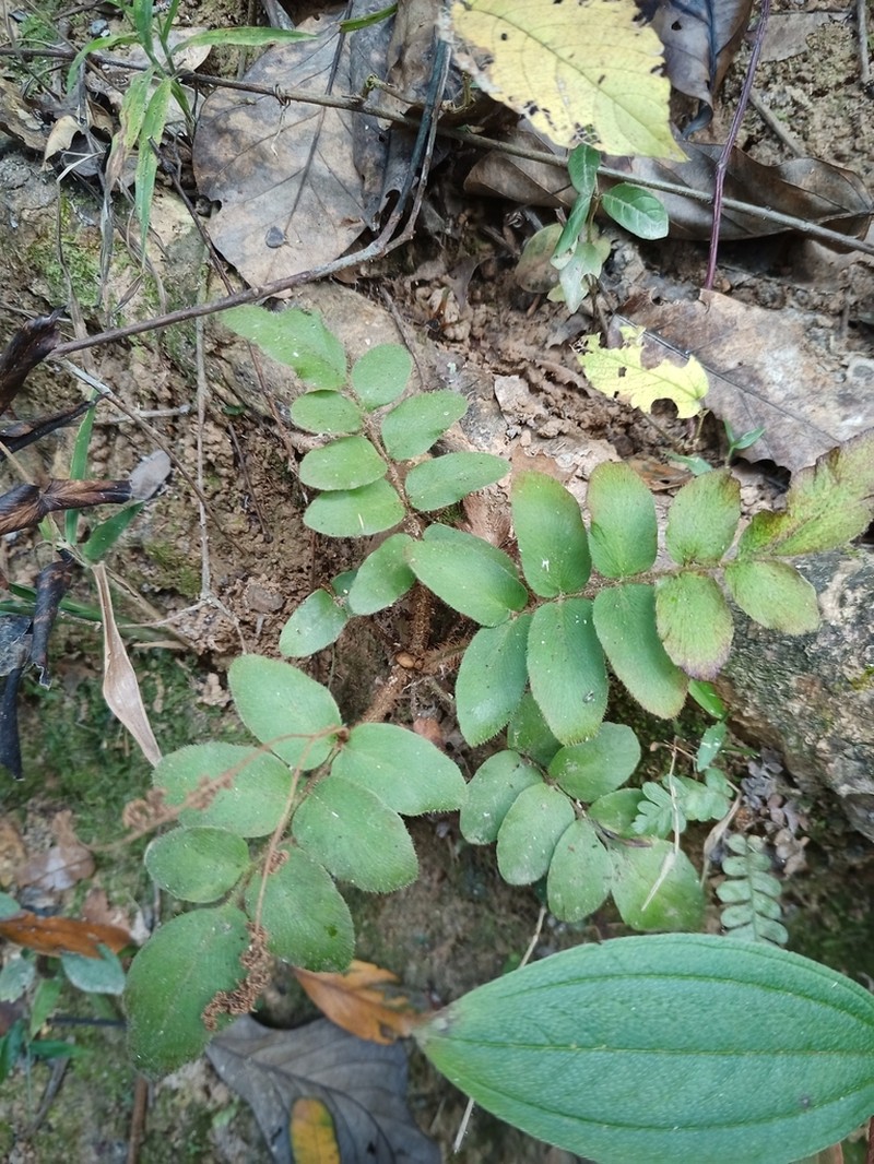Anemia nervosa