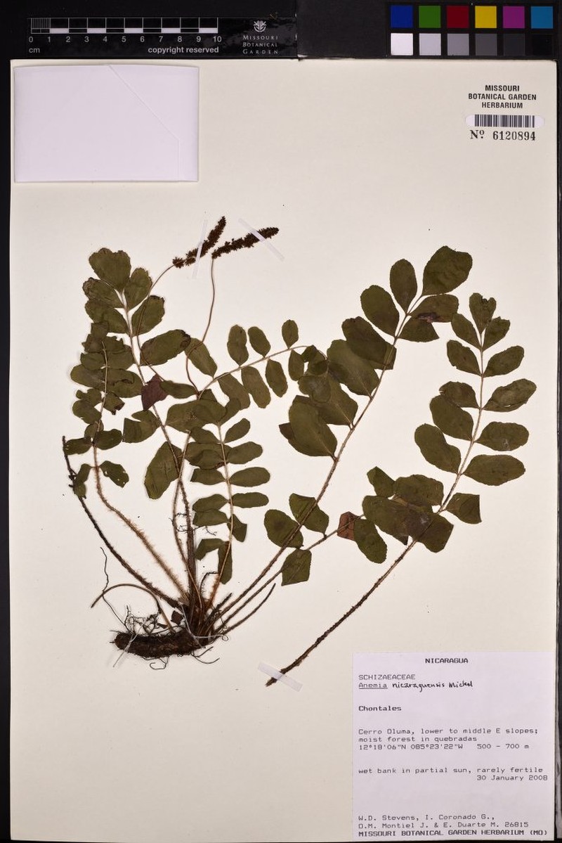 Anemia nicaraguensis