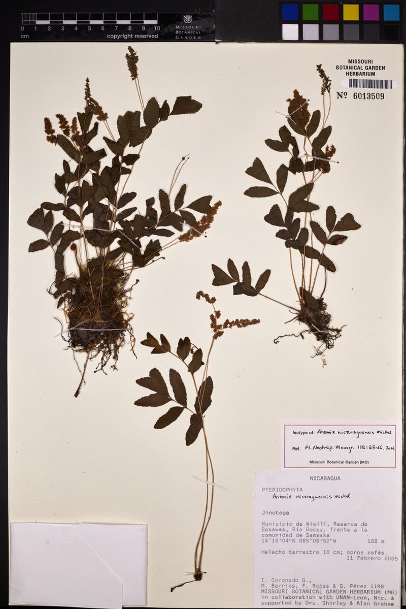 Anemia nicaraguensis photo 2