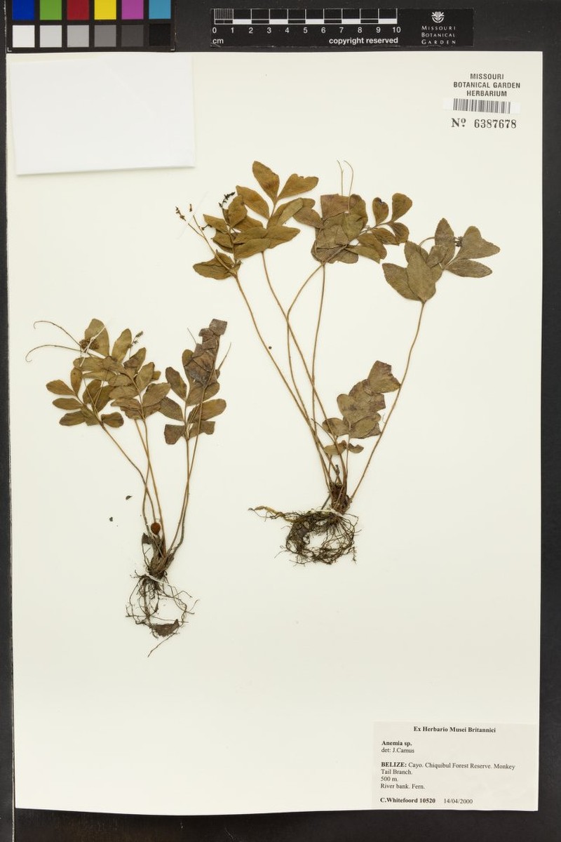 Anemia nicaraguensis photo 3