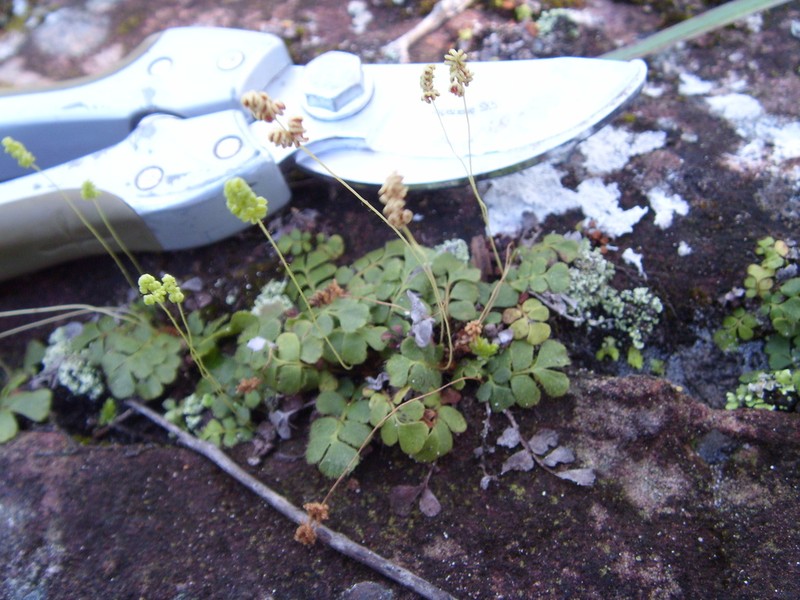 Anemia oblongifolia