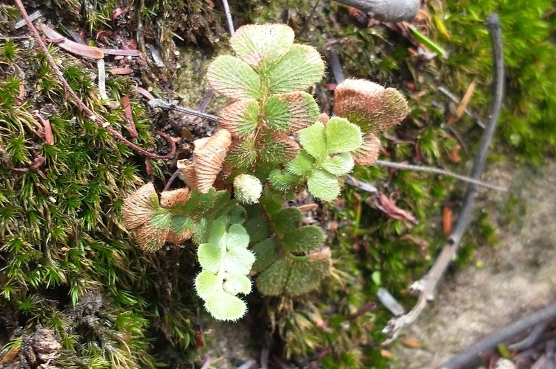 Anemia oblongifolia photo 2