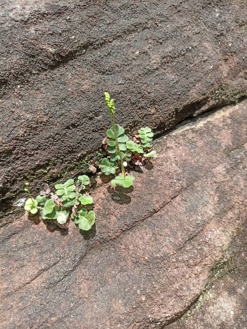 Anemia oblongifolia photo 3