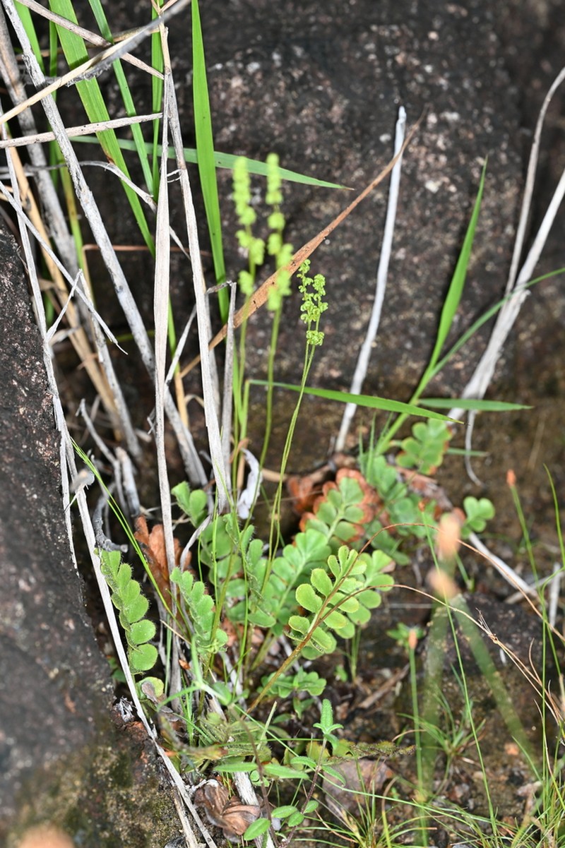 Anemia oblongifolia photo 4
