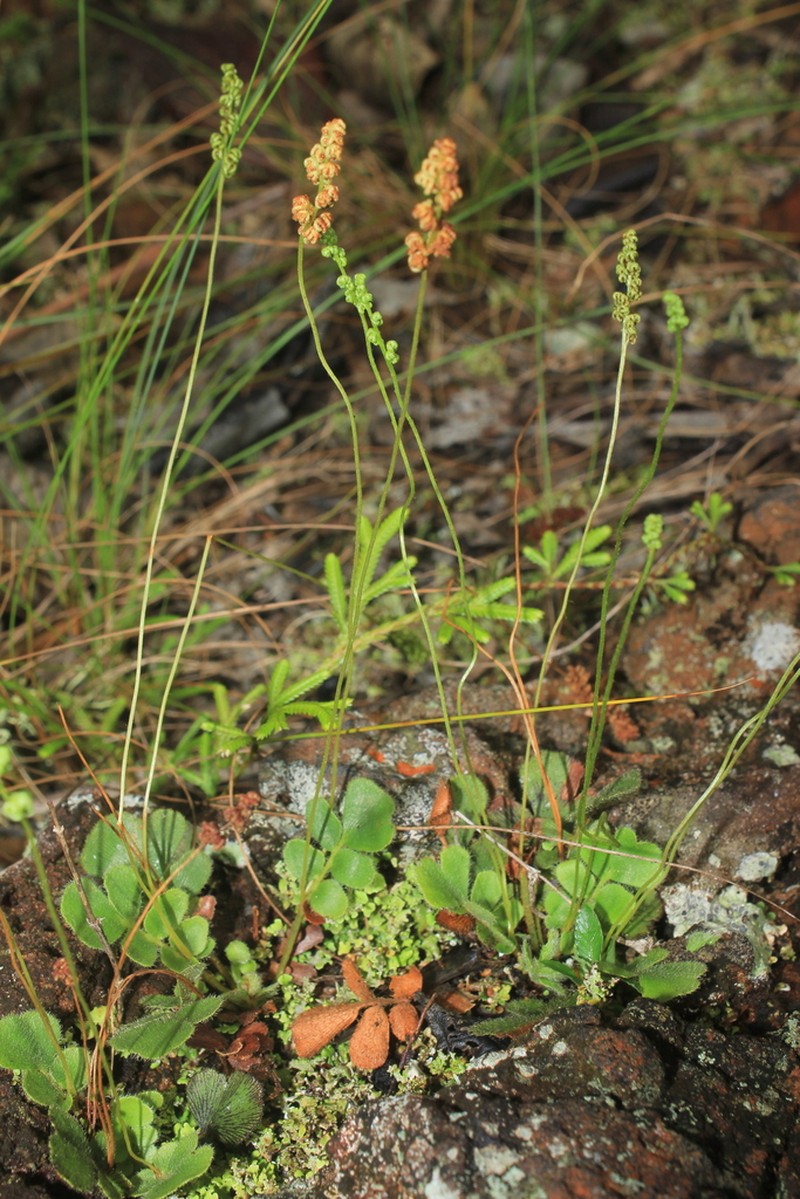 Anemia oblongifolia photo 5