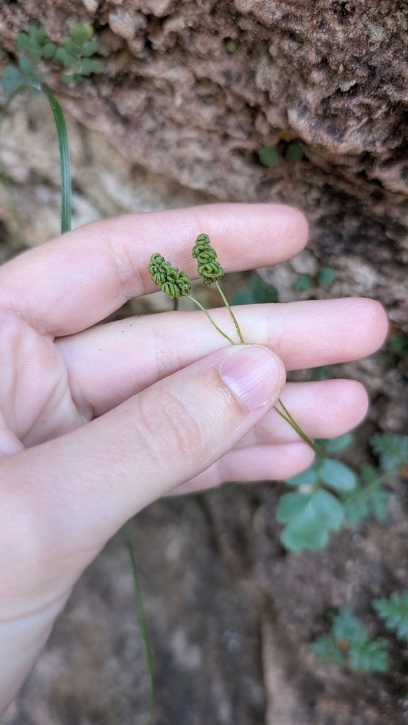 Anemia oblongifolia photo 6