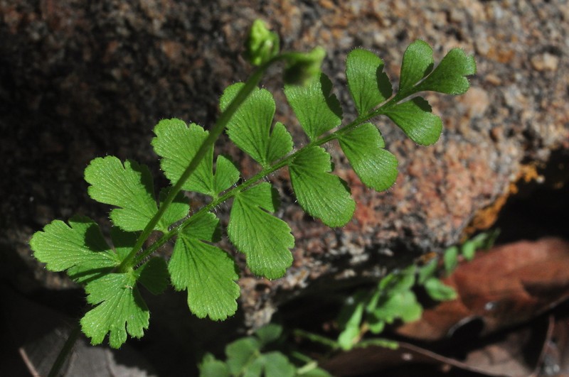 Anemia oblongifolia photo 7