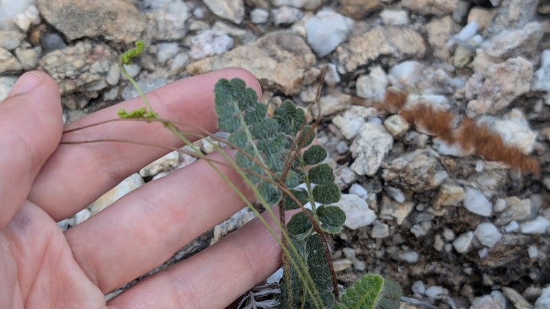 Anemia oblongifolia photo 8