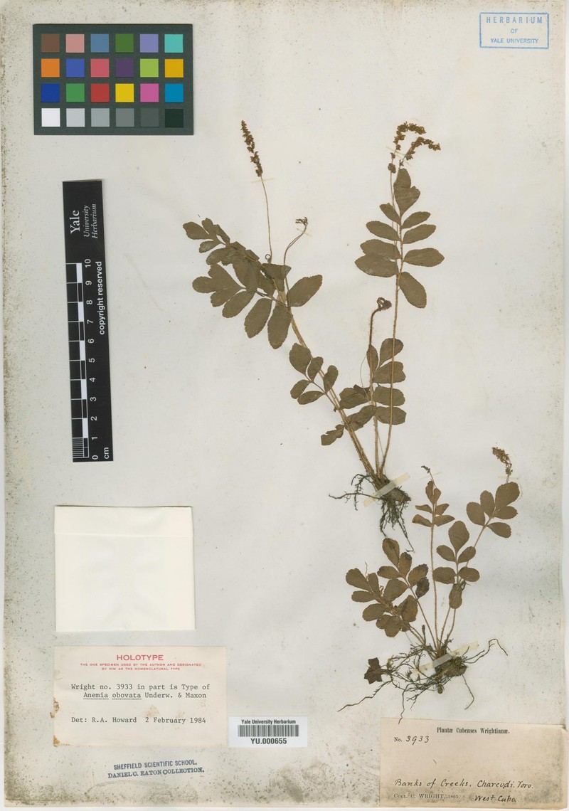 Anemia obovata