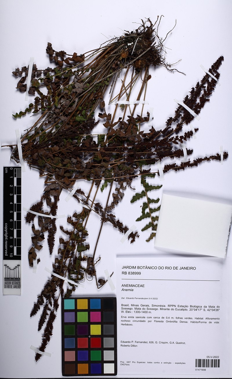Anemia organensis
