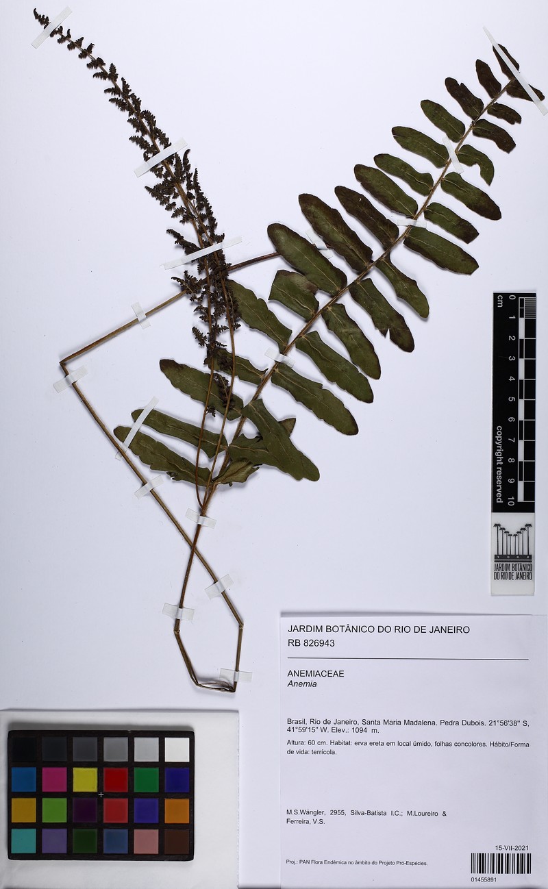 Anemia organensis photo 2