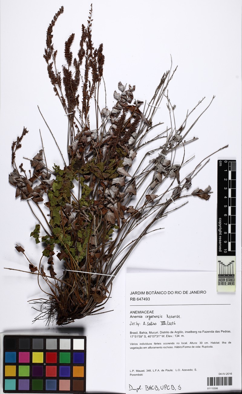 Anemia organensis photo 3