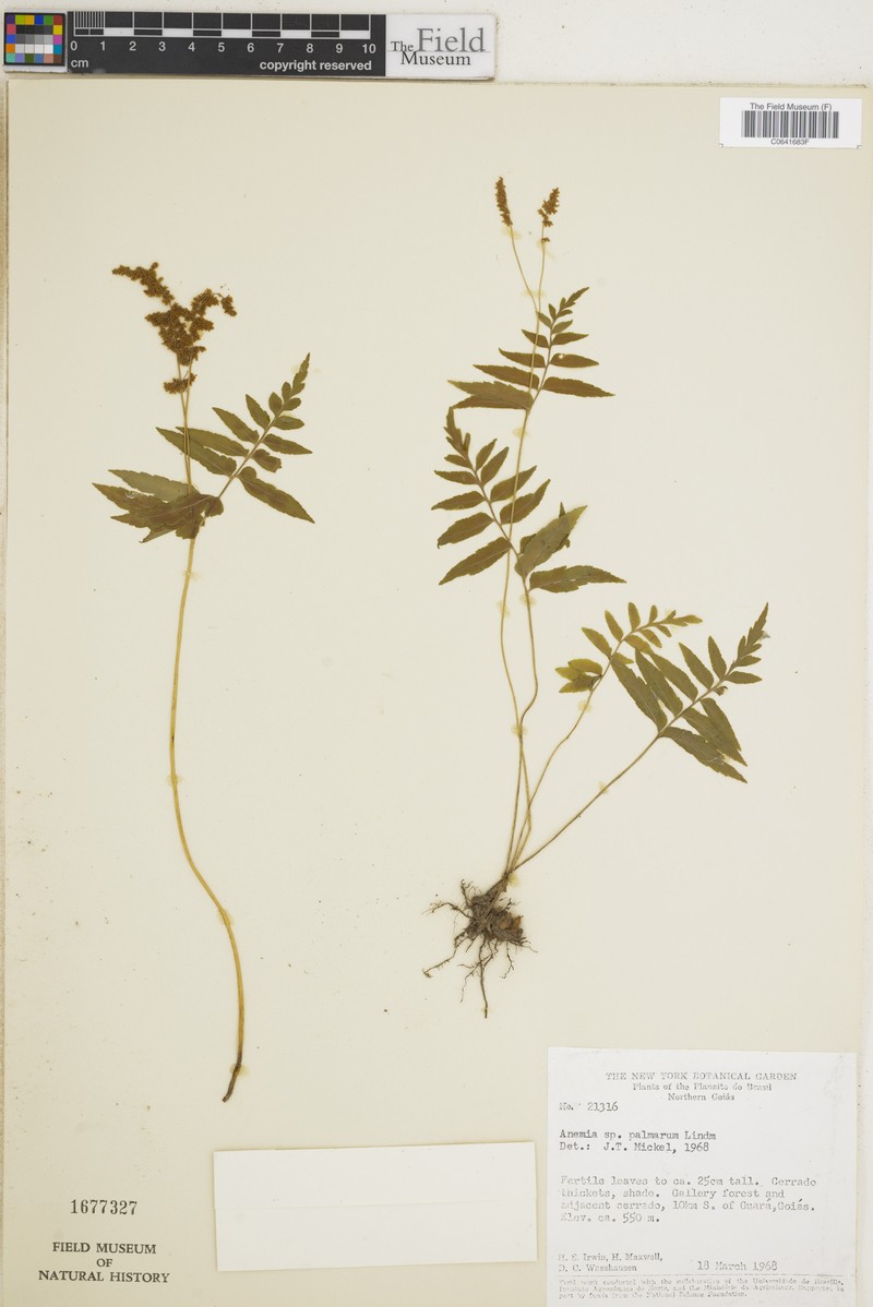 Anemia palmarum photo 2