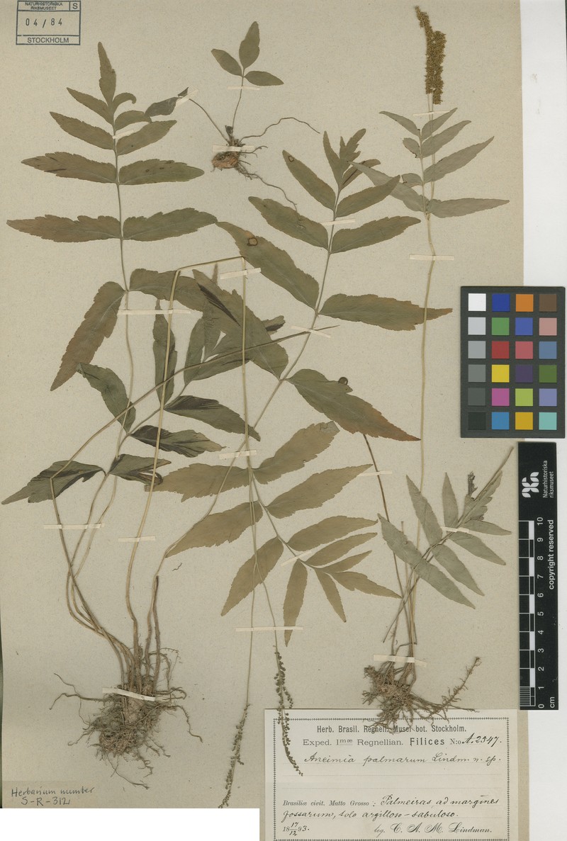 Anemia palmarum