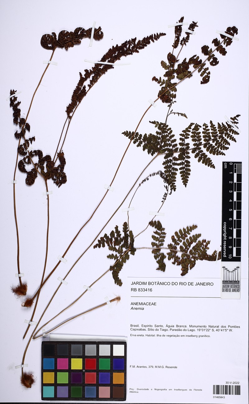 Anemia patens photo 2