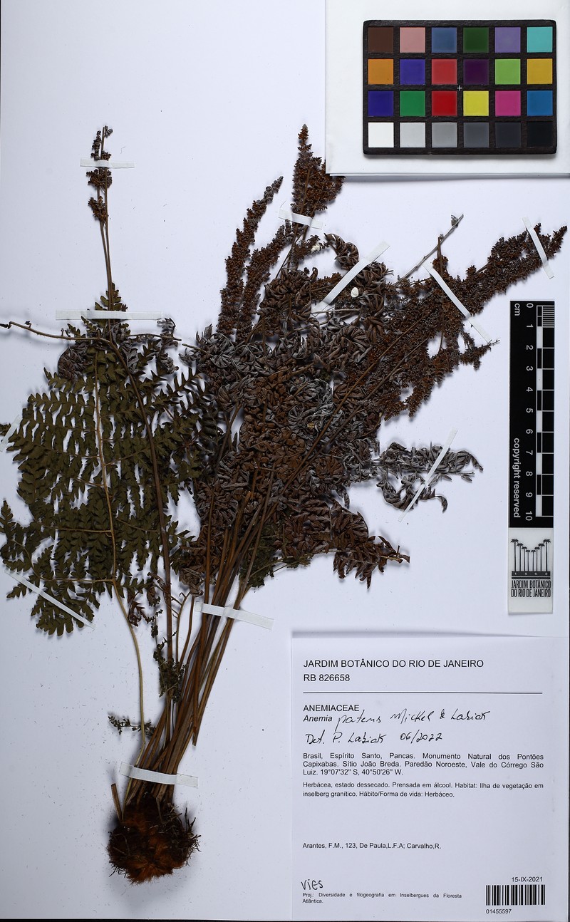 Anemia patens photo 3