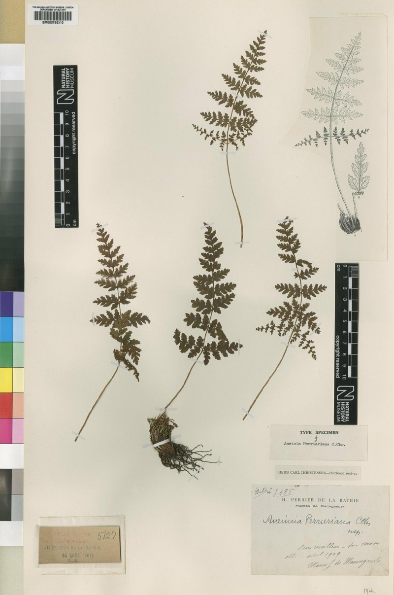 Anemia perrieriana