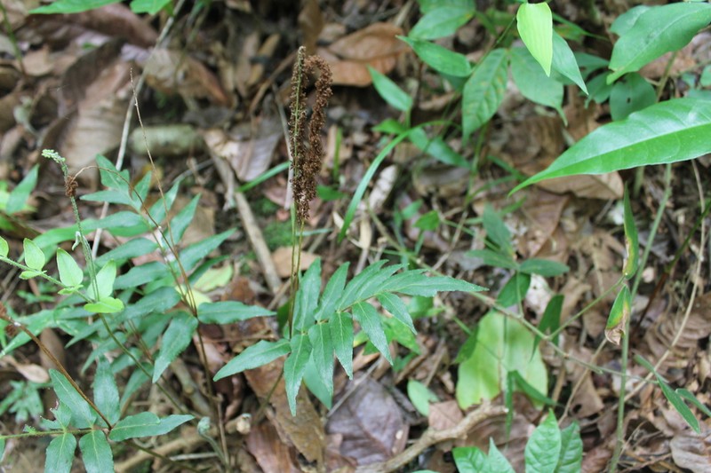 Anemia phyllitidis photo 3