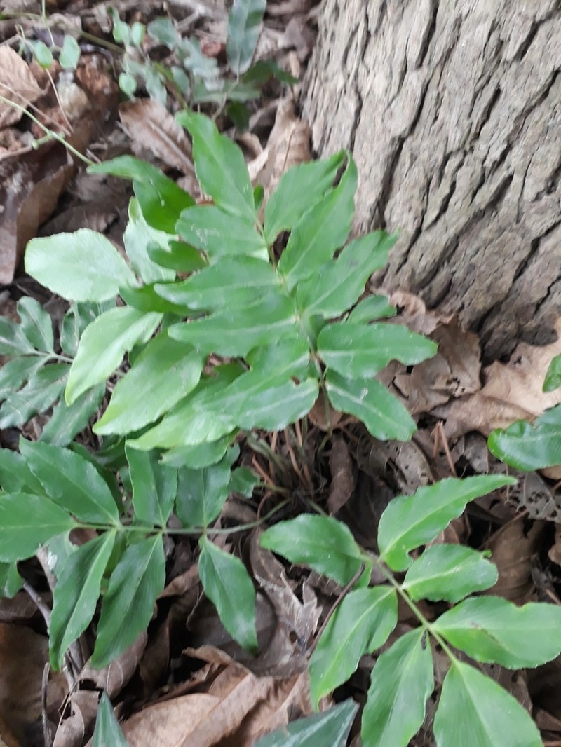 Anemia phyllitidis photo 5