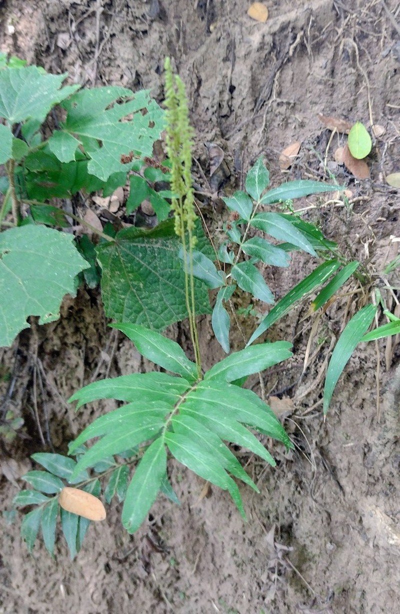 Anemia phyllitidis photo 6